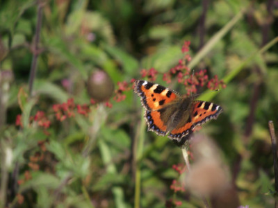 Butterfly of the day (1)<br />small tortoiseshell