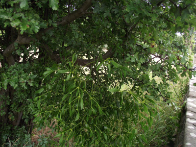 Mistletoe on Hawthorn