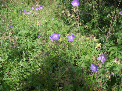 cranesbill