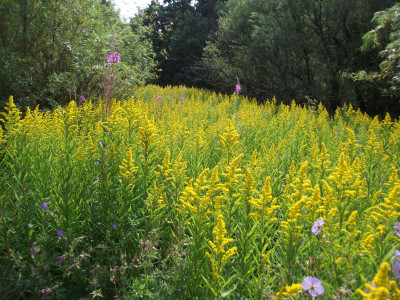 goldenrod sea