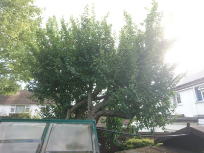 The leafy plum