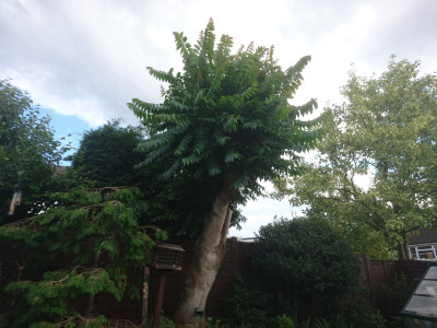 The leafy mystery