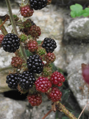 berry of the day