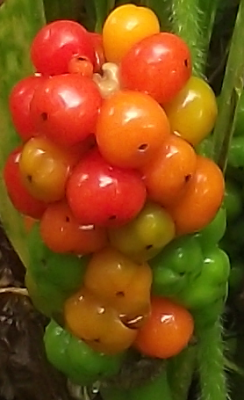 red,yellow, and green berries