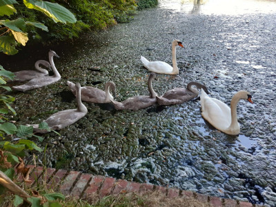 Swan family - own work