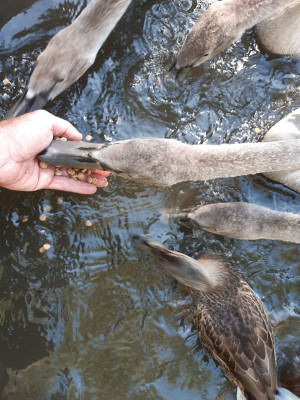 Greedy cygnets - own work