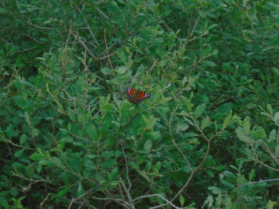 A peacock in the bush