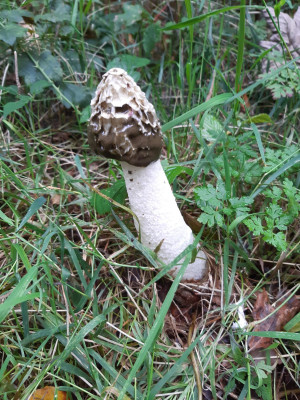 Stinkhorn - own work