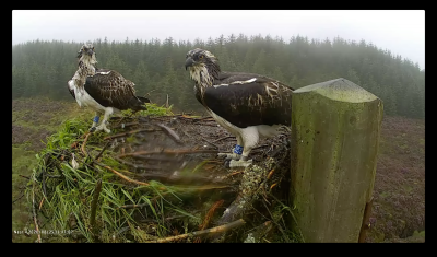 Drenched <br />Nest 4 Kielder 25/08/2020