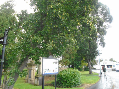 Kelso's finest pear tree