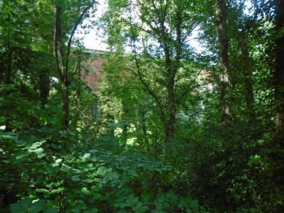 viaduct through the trees