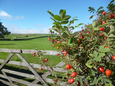 September in Teesdale
