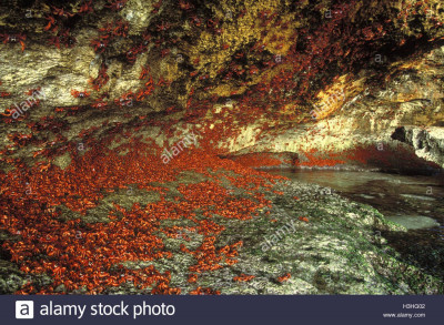 christmas-island-red-crab-gecarcoidea-natalis-H3HG02.jpg