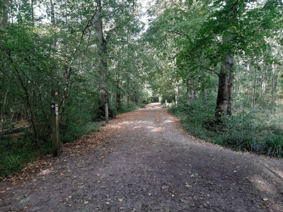 Deep in Salcey Forest