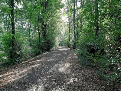 Salcey Forest 26/09/20