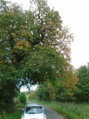 BB Micra under the old chestnut tree