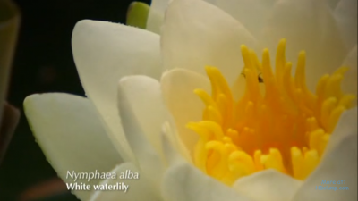 Yes on Gardeners world in 2012