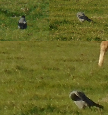 Its the size of a Carrion Crow but usually from a bit further North!