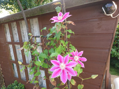 Second flowering of the Clematis