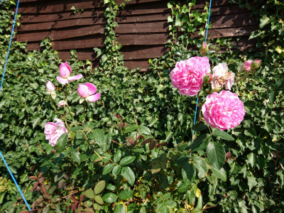 Roses doing well again!