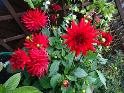 And the Dahlias just get better and better!!