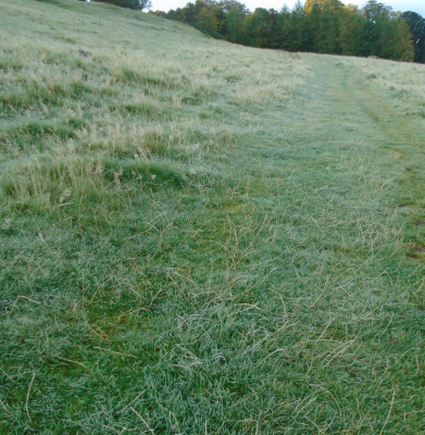 frost on the grass