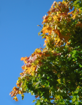 Autumn Leaves Time