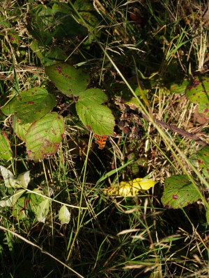 AA010276.JPG
