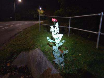 Willen Road Poppy...