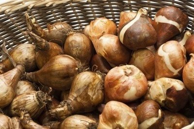 daffodil-bulbs-400x266.jpg