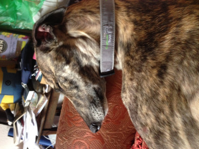 Lily fast asleep - as usual!!!