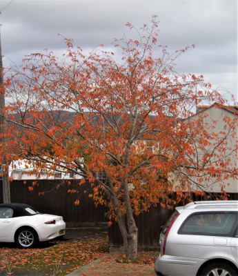 Cherry.JPG