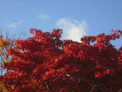 Whether it is or not I'm calling this a Japanese Maple!