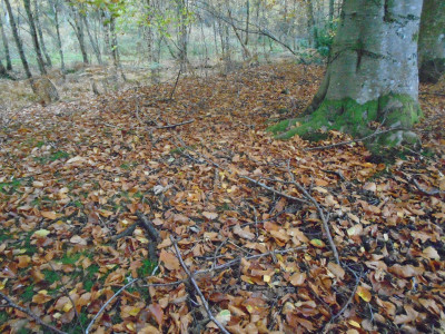 Autumn leaf carpet