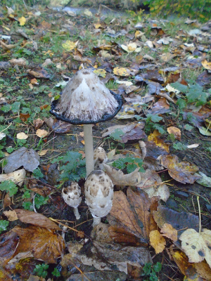 any mushroom identifiers?