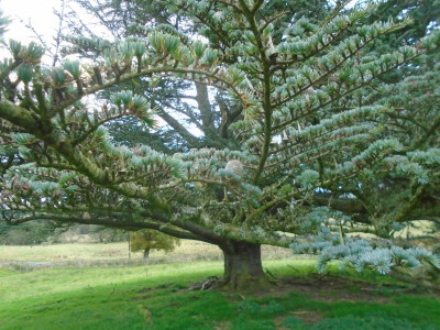 any tree identifiers?