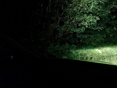Cornering-Light-Off.png