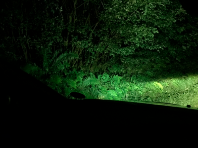Cornering-Light-On.png