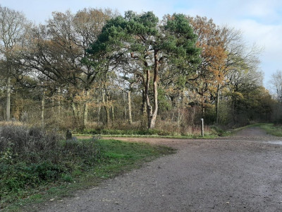 Salcey Forest Marshal Point 5