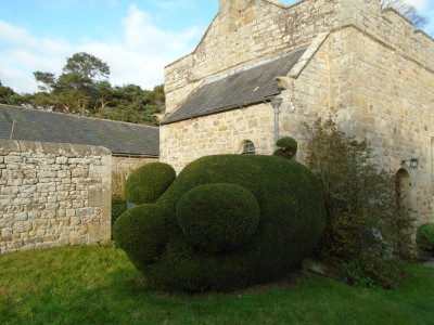 Topiary pig hiding somewhere in Northumberland