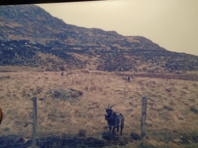 Kircudbrightshire wild goats