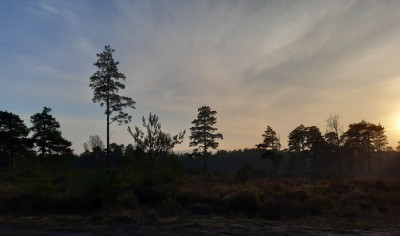 Stedham Common getting late - own work