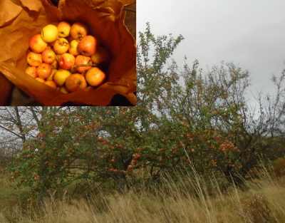 apples for free!