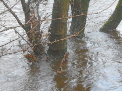 Swamped trees