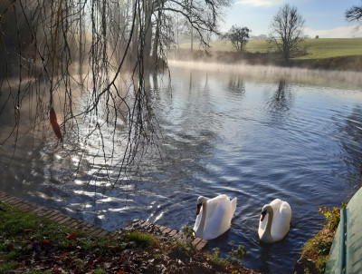 Swans on the water (Cue: bad guitar riff) - own work