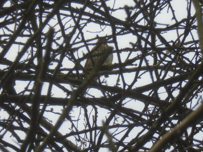 redwing 01/01/2021