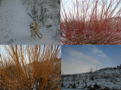 red willow yellow willow and a bit of snow