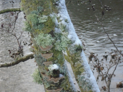 bit of fungus/bit of lichen/bit of snow