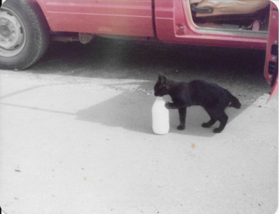 cat milk.jpg