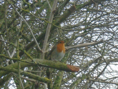 3 robin jan21.JPG